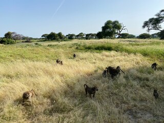 Tarangire Nationalpark, Tansania, Afrika