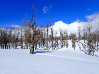 Snow forest of Beech trees with green grass, blue sky and clouds in winter, Sunlit Forest with Lush Green Undergrowth, Woodland Landscape, Deep forest white woods background in Jijel Algeria Africa