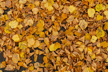 Colorful falling autumn leaves pattern background. View through the autumn foliage in park forest. Golden tree leaves. Beautiful tree with yellow leaves in autumn forest. Path littered with autumn