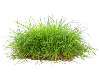 a green grass growing in the ground