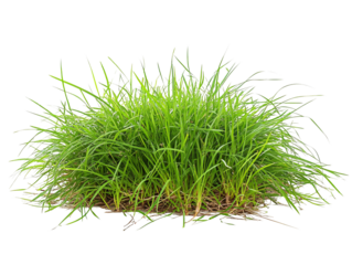 a green grass growing in the ground