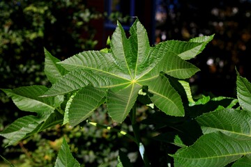 , summer, forest, flora, green