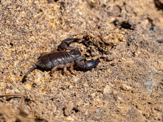 Skorpion