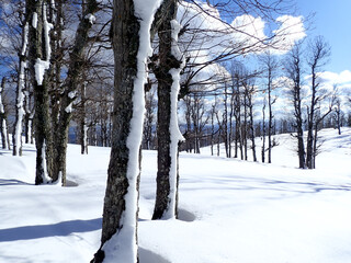 Snow forest of Beech trees with green grass, blue sky and clouds in winter, Sunlit Forest with Lush Green Undergrowth, Woodland Landscape, Deep forest white woods background in Jijel Algeria Africa