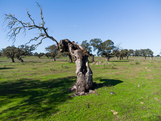 The Solitude of the Withered Holm Oak: Beauty and Resilience in the Dehesa.