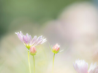 Fototapeta premium 秋の公園や花壇を彩るコスモスのある風景。背景。自然風景素材。