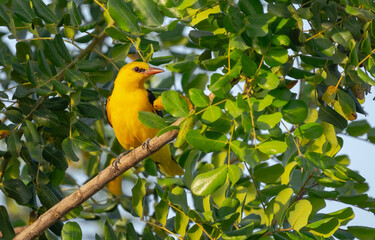 Eurasian Golden Oriole on the branch