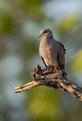 European Turtle Dove on the branch	