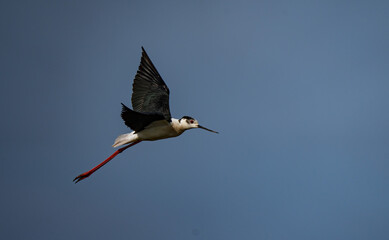 Black-winged Stilt in flight over the marshes of the Ebro delta	