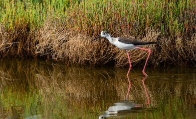 Black-winged Stilt in the marshes of the Ebro delta	