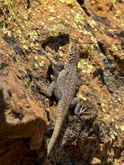 Madagaskar-Baumleguan