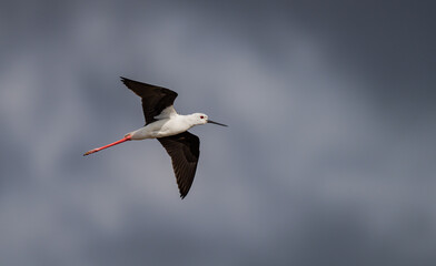 Fototapeta premium Black-winged Stilt in flight over the marshes of the Ebro delta 