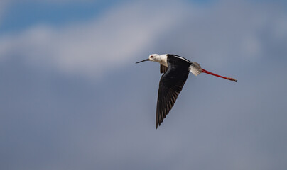 Black-winged Stilt in flight over the marshes of the Ebro delta	