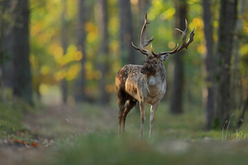 Daniel zwyczajny (Dama dama) © Bartosz Rakoczy