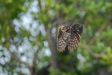 little owl in flight