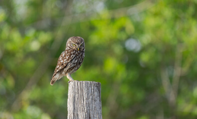 little owl perched on the trunk	