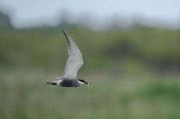 whiskered tern fishing in the lagoon	