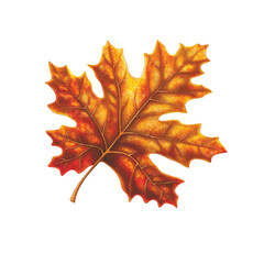 Obraz premium Autumn Maple Leaf with Red and Yellow Hues