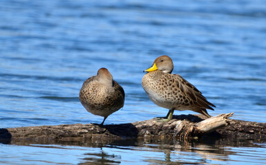 yoke of corn ducks (anas georgica), in the river