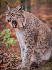 luchs lynx zeigt zähne offenes maul