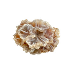 Closeup of a Beautiful Agate Geode with Flower-Like Formation