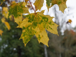 yellow maple leaves