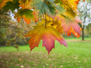 maple leaves in autumn