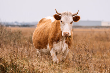 A cow is grazing in an autumn field. A cow eats dry hay outdoors. dairy farming. Cattle breeding concept.