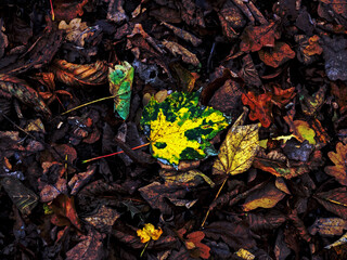 LEAF MOULD