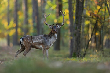 Daniel zwyczajny (Dama dama) © Bartosz Rakoczy