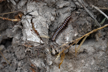Millipede or Diplopoda on land with Stones.