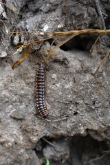 Millipede or Diplopoda on land with Stones.