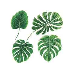 Naklejka premium Green Tropical Monstera Leaves on Transparent Background