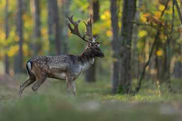Daniel zwyczajny (Dama dama) © Bartosz Rakoczy