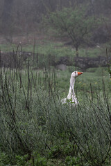Goose emerges in the field. © Uri Gordon