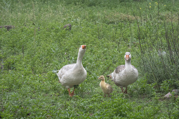 Family of geese in the field.
