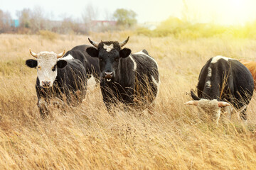 A cow is grazing in an autumn field. A herd of cows eats dry hay outdoors. dairy farming. Cattle breeding concept.