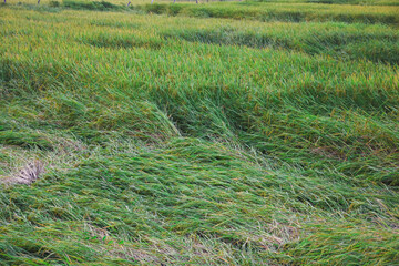 a field of green grass or crops that have been flattened, likely by wind or rain. The grass is lush and dense, with some areas lying flat on the ground while others remain upright.