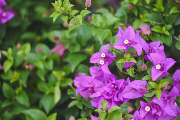 Pink bougainvillea flowers are blooming in the garden.
