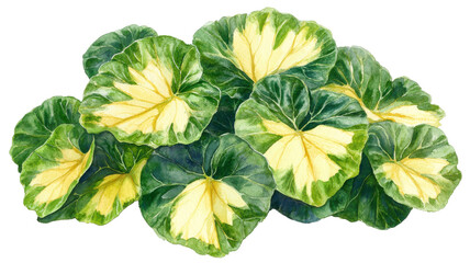 Obraz premium Vibrant variegated foliage, lush green, yellow center, botanical art, nature's intricate patterns, leafy cluster. Isolated on white background or PNG