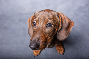 Portrait of a cute small dog. Grey background. Pets indoors, lifestyle. Top view