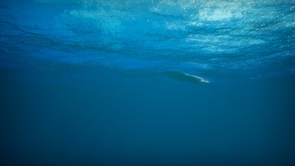 Giant deep sea squid swims underwater