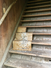 swallow droppings on paper