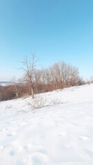 Snow-covered landscape with barren trees and a clear blue sky in the background, snow