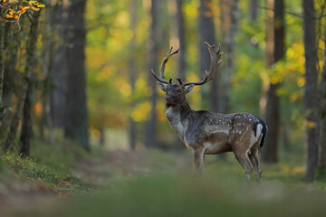 Daniel zwyczajny (Dama dama) © Bartosz Rakoczy