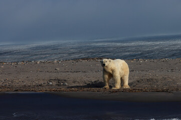 Bear on the beach of Kvitoya Island, Svalbard