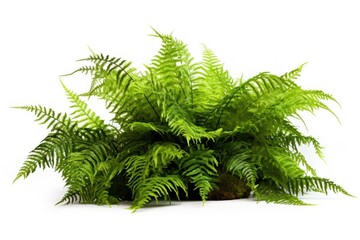 Fern plant leaf white background.