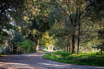 autumn walking in the woods
