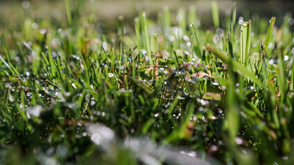 A close-up of a small plant with heart-shaped leaves growing in rich, dark soil. Sunlight illuminates the plant, casting shadows on the ground.