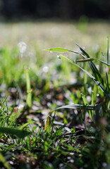A close-up of a small plant with heart-shaped leaves growing in rich, dark soil. Sunlight illuminates the plant, casting shadows on the ground.